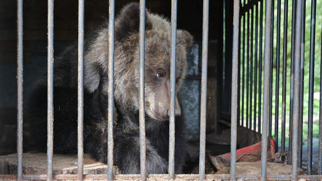 Медведица Маша из приюта «Феникс»