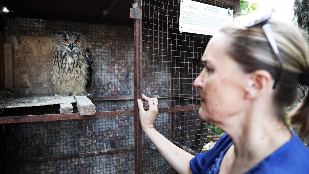 Приют «Феникс»