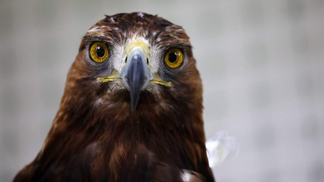 Питомец приюта «Феникс»