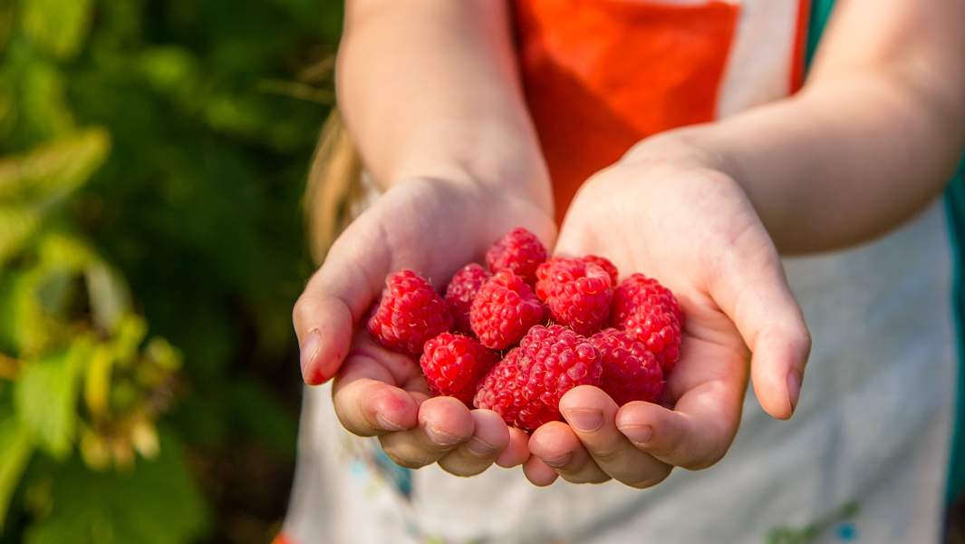 малину собрали урожай 