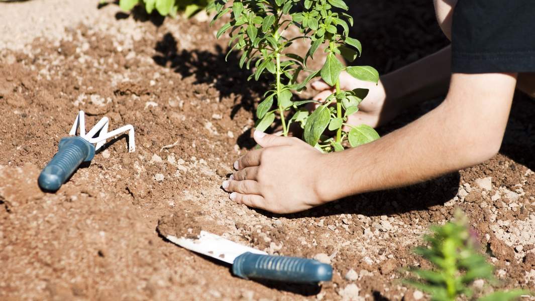 человек сажает дерево