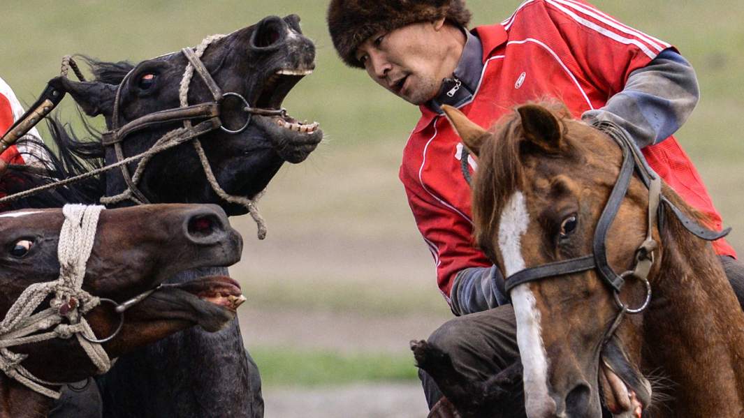 Лошади во время соревнований по кок-бору