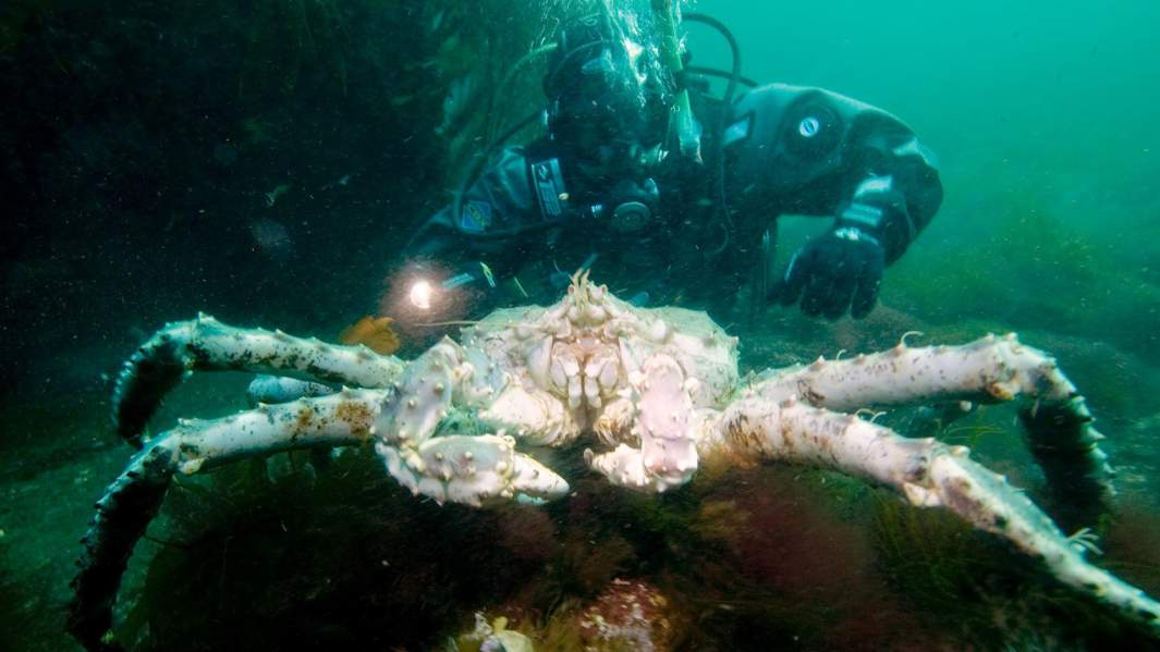 Камчатский краб, Баренцево море, Териберская бухта