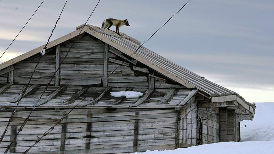 Песец на территории полярной станции на берегу бухты Тихая