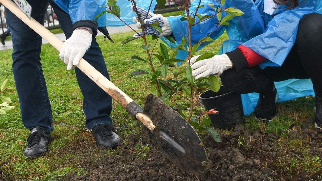 сажают дерево