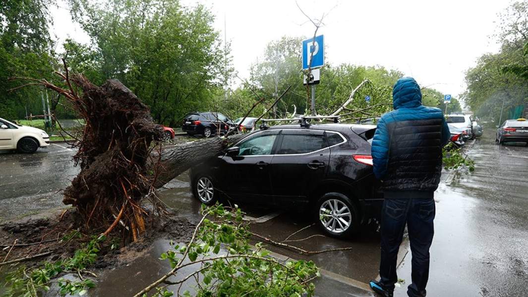 дерево упало на автомобиль после дождя