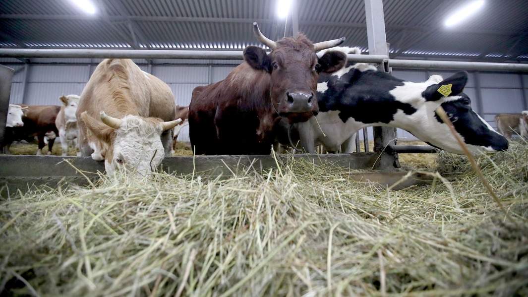 корм коровы трава 