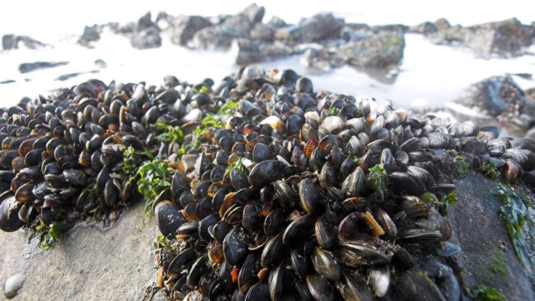 Колония мидий на камнях в море