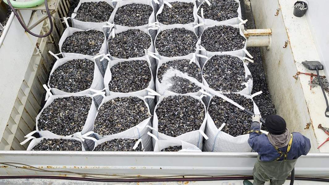 Выловленные мидии в трюме корабля