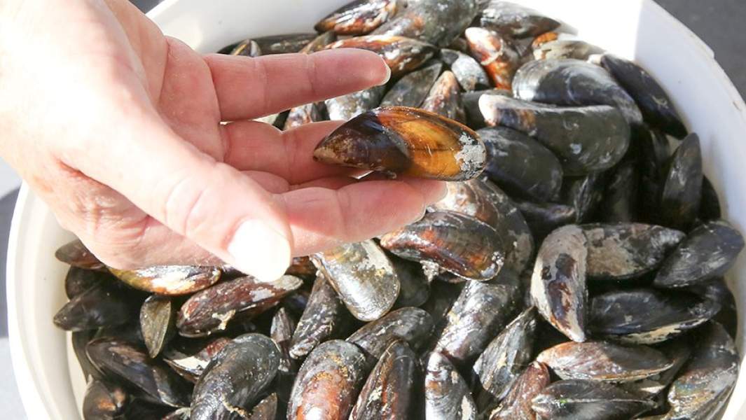 Корзина с собранными мидиями