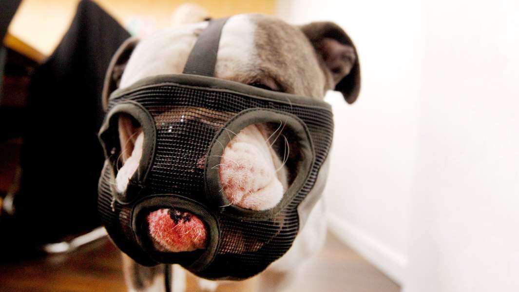 Собака в наморднике