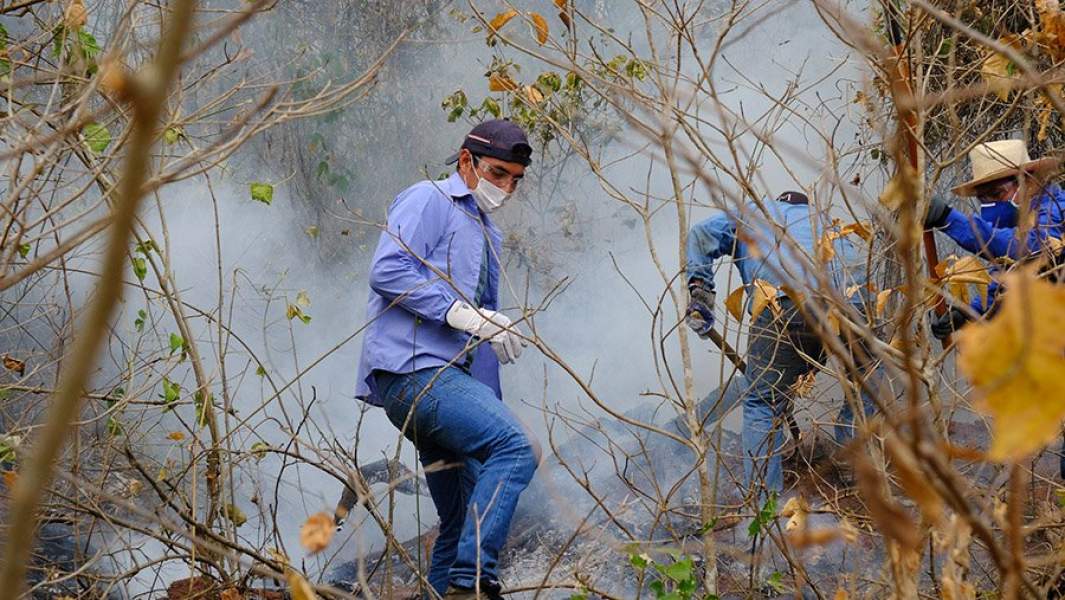 волонтеры в лесах бразилии