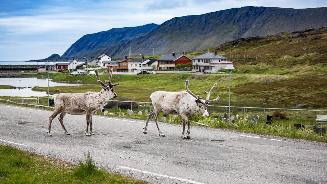 олени на дороге 