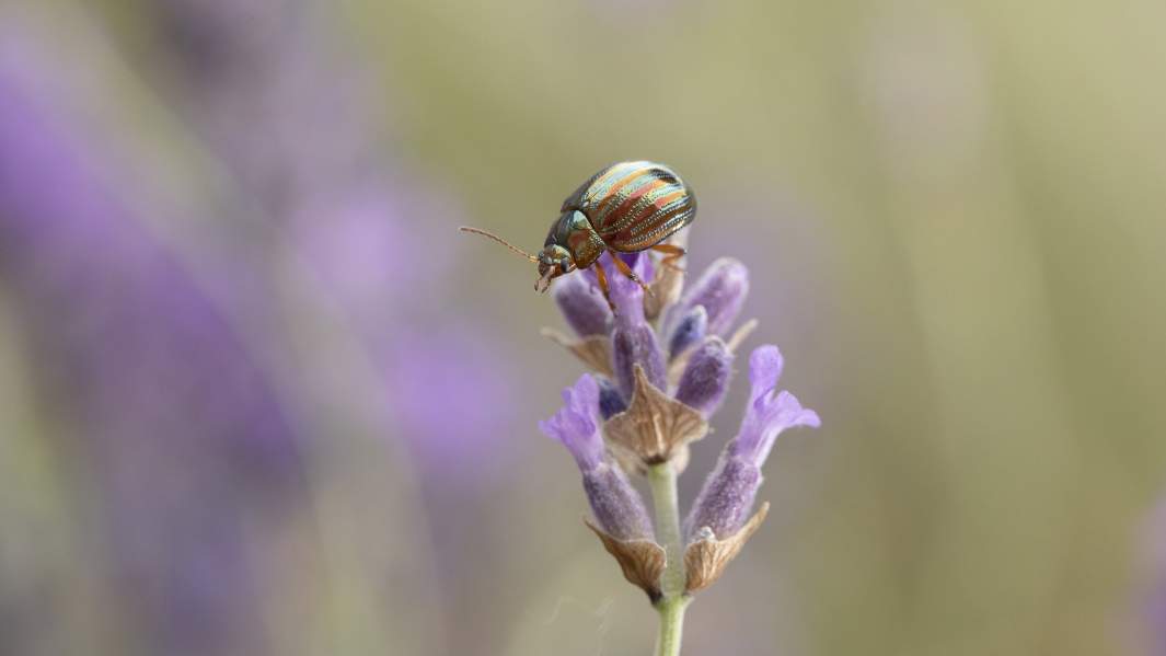 Жук вида Chrysolina americana