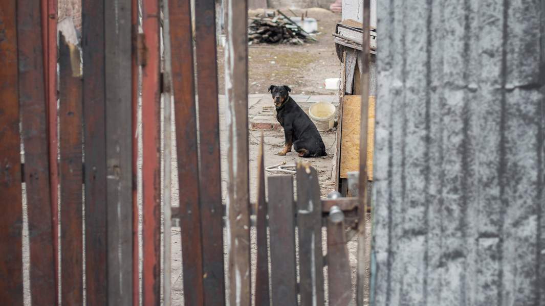 собака двор забор