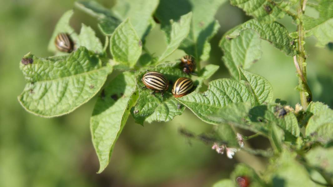 Колорадские жуки