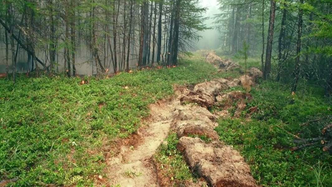 Противопожарные минерализованные полосы, прокопанные сотрудниками «Авиалесоохраны» для препятствия распространения лесных пожаров в Красноярском крае