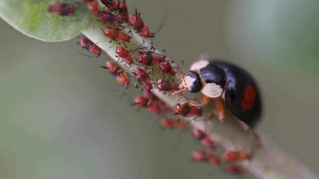 Божья коровка