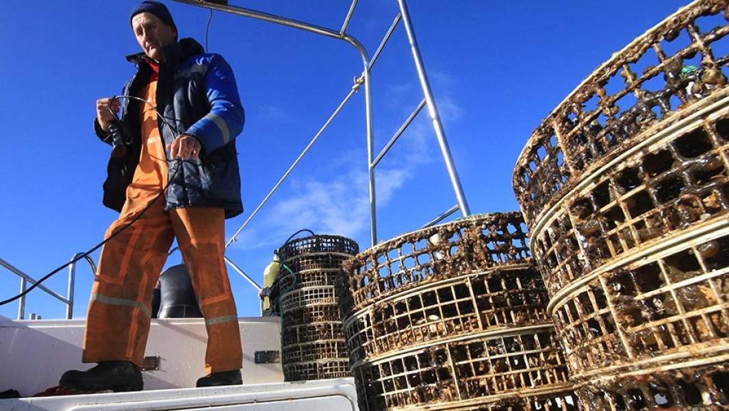 Во время высадки устриц на доращивание на ферме по выращиванию устриц и мидий на озере Донузлав у поселка Новоозерное. 