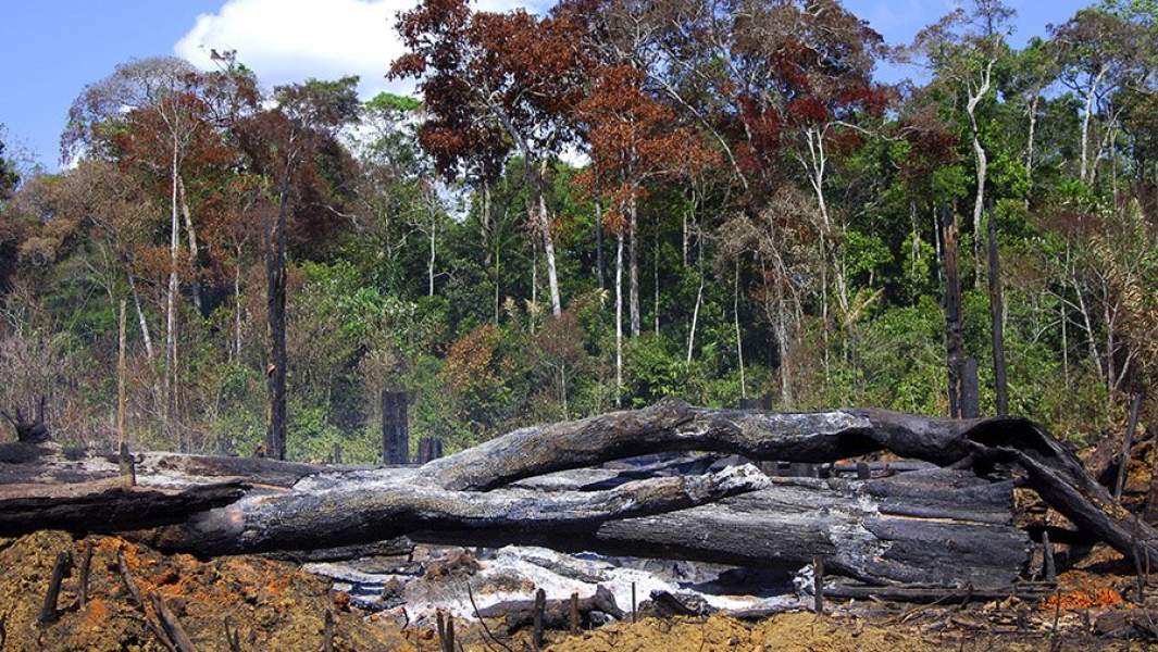 лес после пожара 