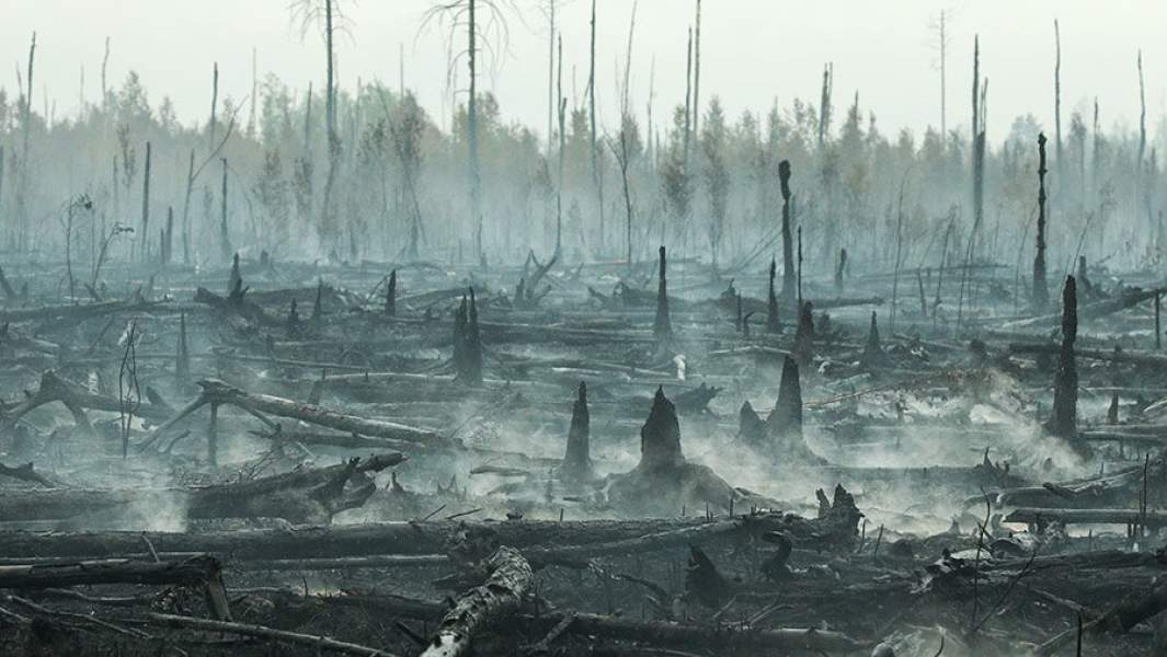 Последствия лесного пожара - выгоревший участок