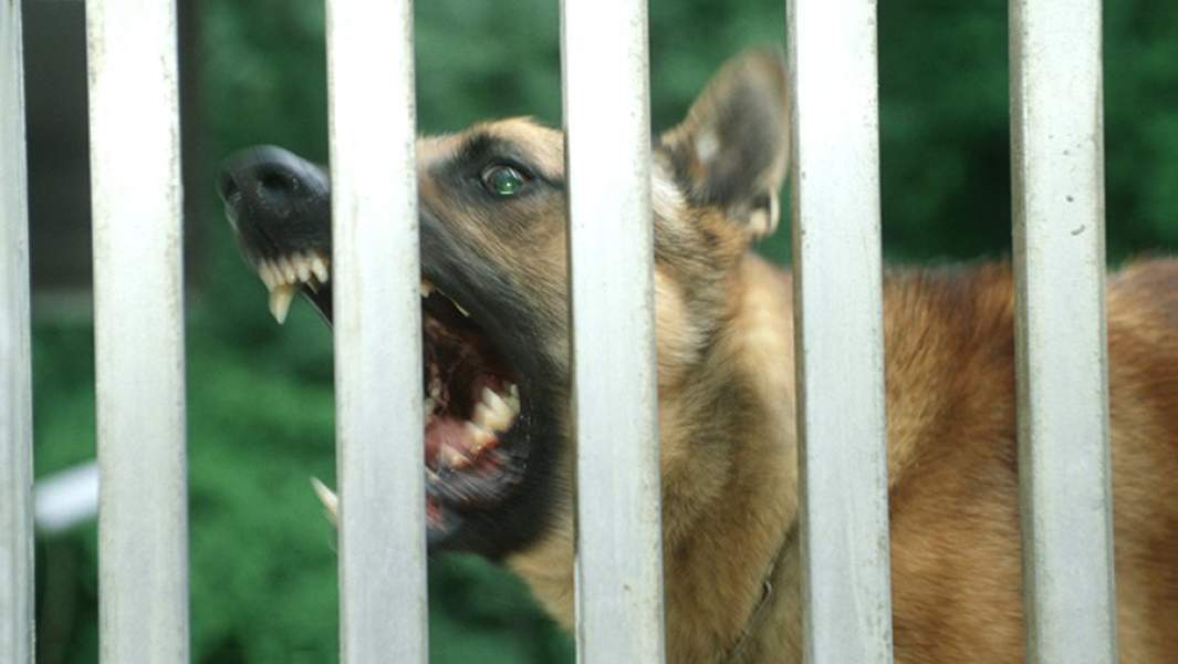 дворовая собака оскал зубы пес