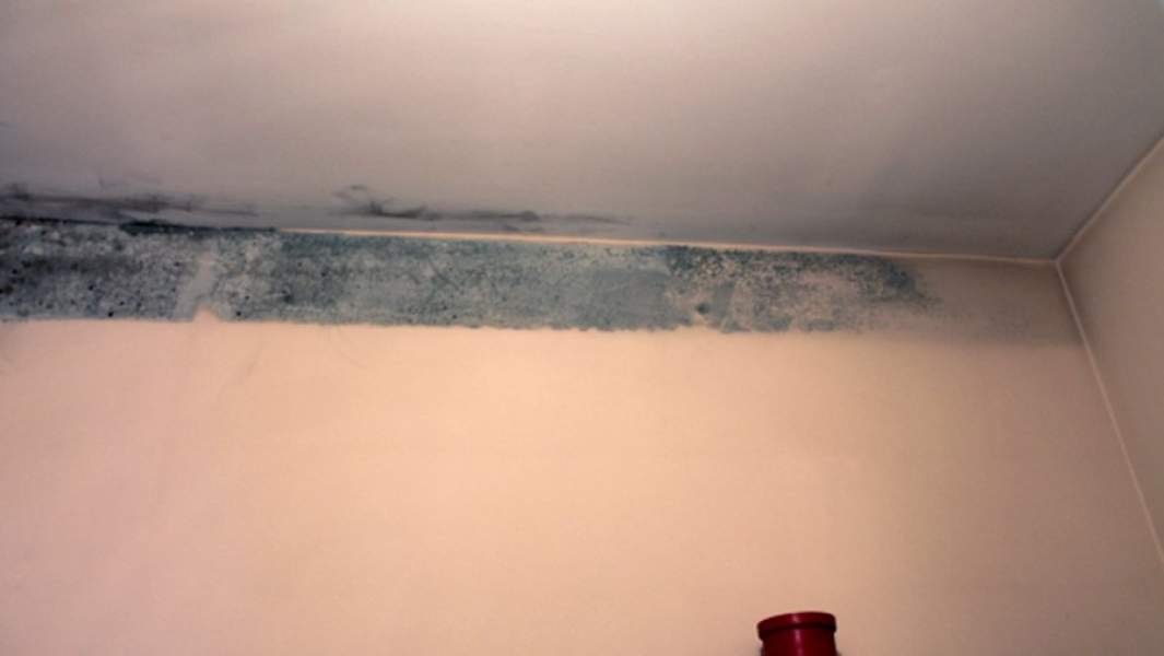 Плесень на стене 