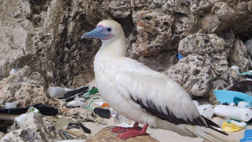 Красный олуш среди пластикового мусора на одном из островов в Индийском океане
