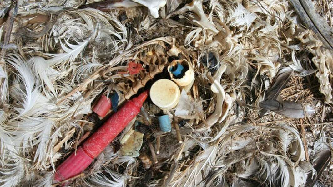 Останки птенца альбатроса, которого родители кормили пластиковым мусором