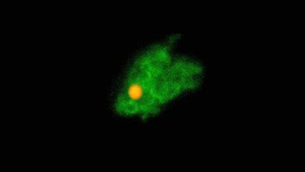 Пятна пластика в клетке голубой мидии