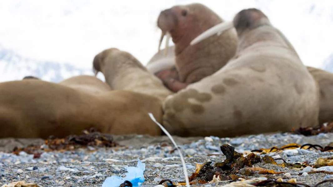 Пластиковый мусор на побережье одного из островов в Арктике