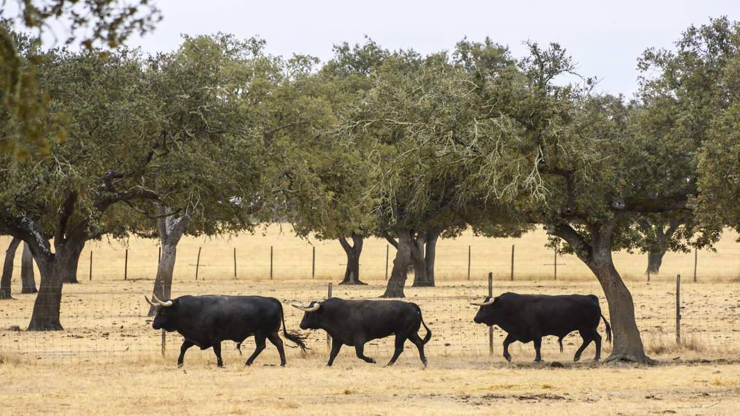 Ранчо боевых быков в Португалии