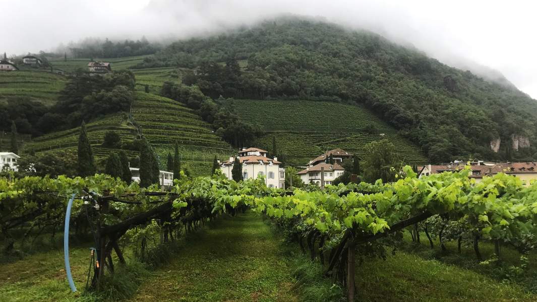 Южный Тироль, виноградники