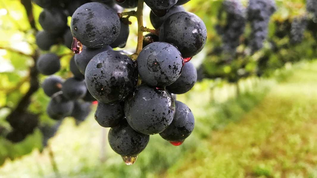 Южный Тироль, виноградники