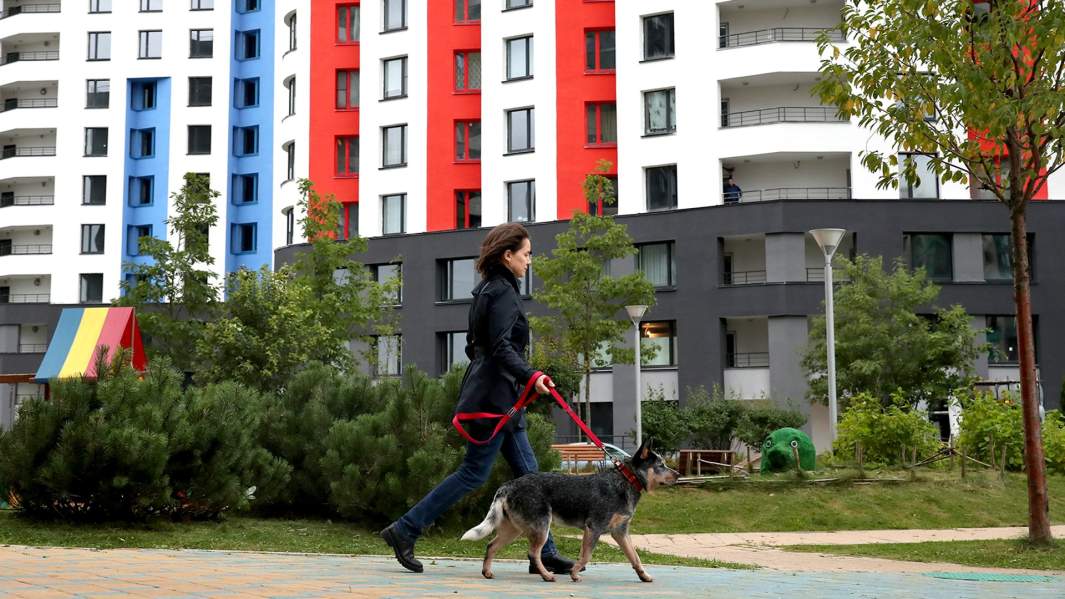 новостройка дома жители собака