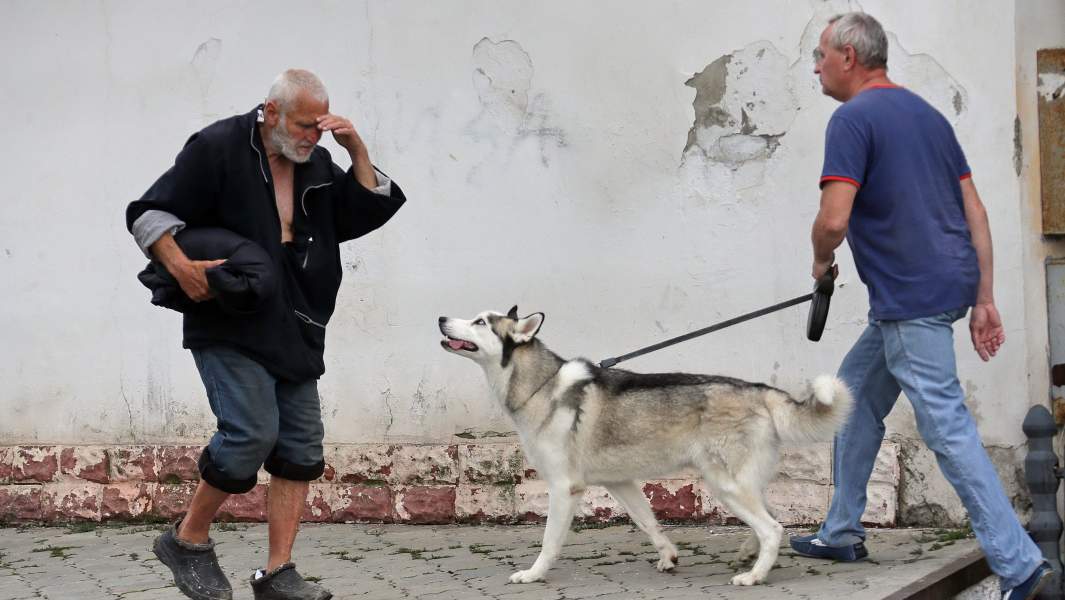 Выгул собак в Москве