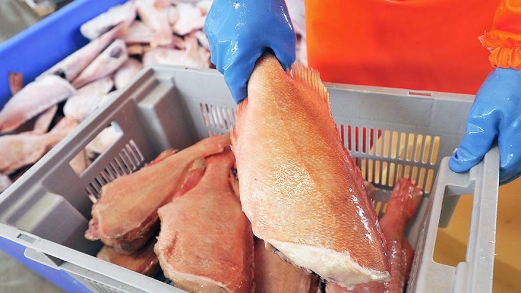 Рабочий на рыбной фабрике