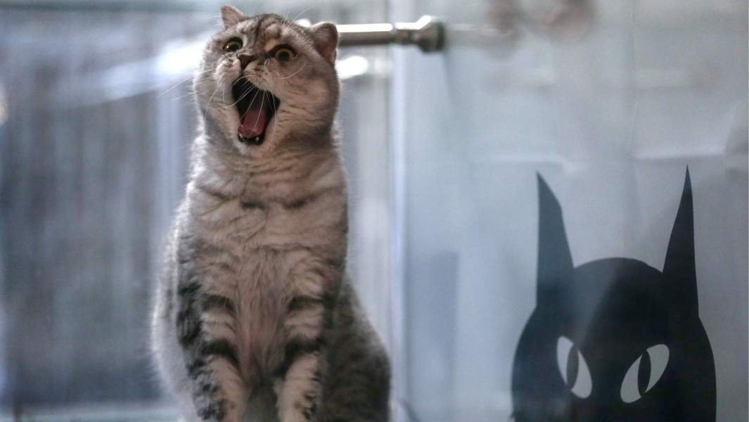 кот политика идентификация животных