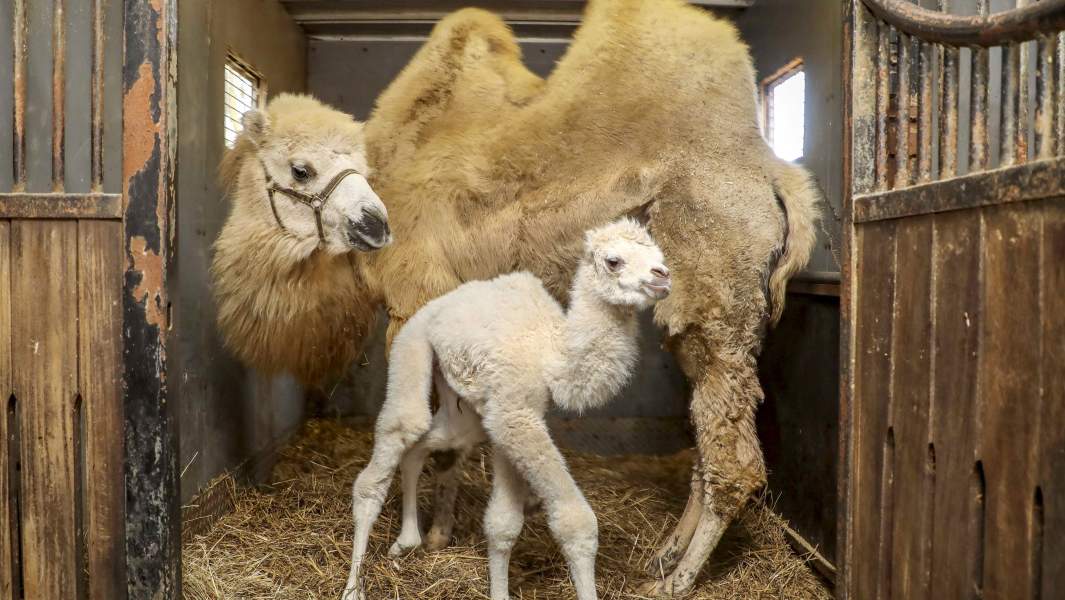 верблюды в клетках