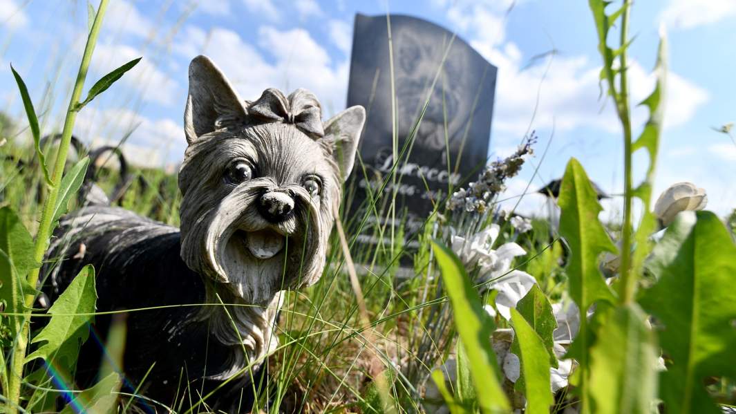 СТОЛИЧНОЕ КЛАДБИЩЕ ДОМАШНИХ ЖИВОТНЫХ