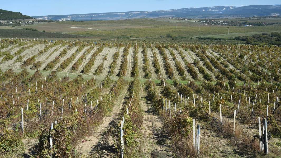 Виноградники