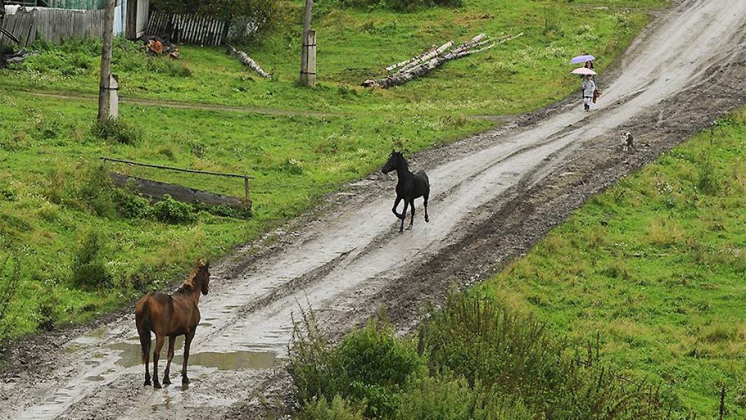лошадь школа школьница деревня
