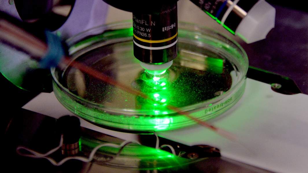 клетки микроскоп в лаборатории биомедицинских клеточных технологий