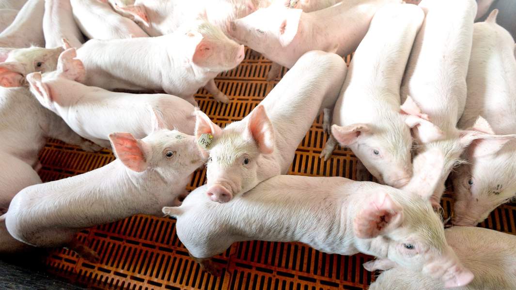 Площадка доращивания поросят 