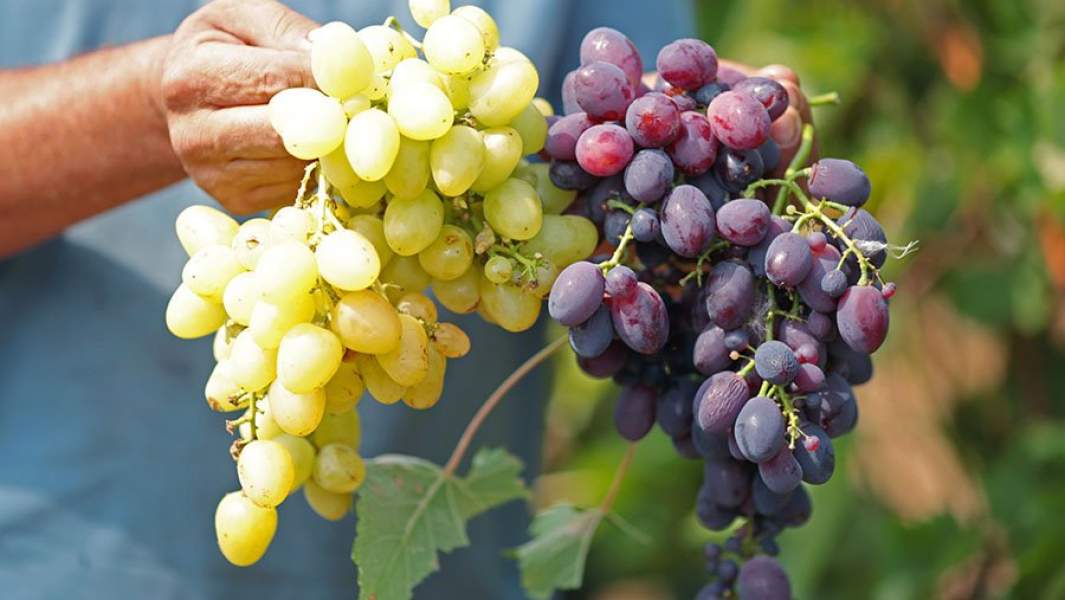 темный и светлый виноград