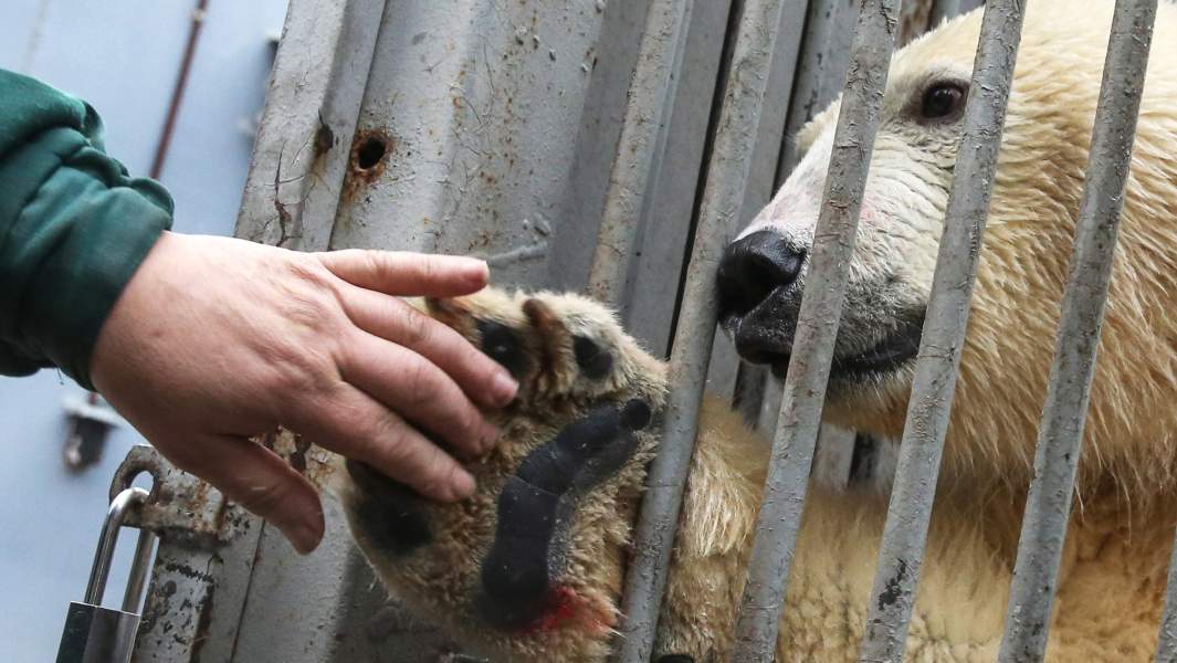 медведь протягивает лапу человеку
