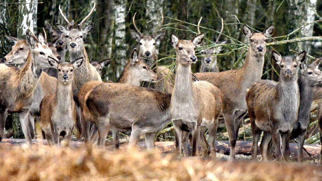 олени хозяйство животные охота