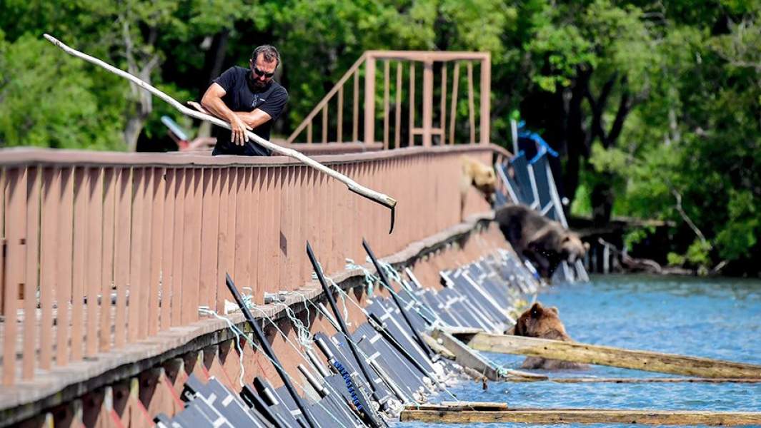 Медведи ловят рыбу
