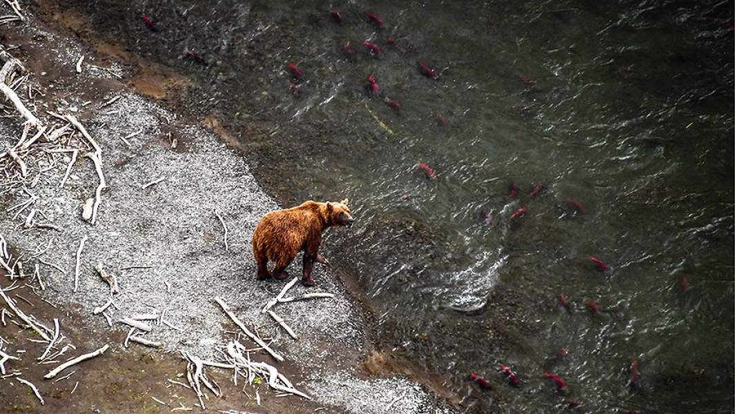 Нерест рыбы