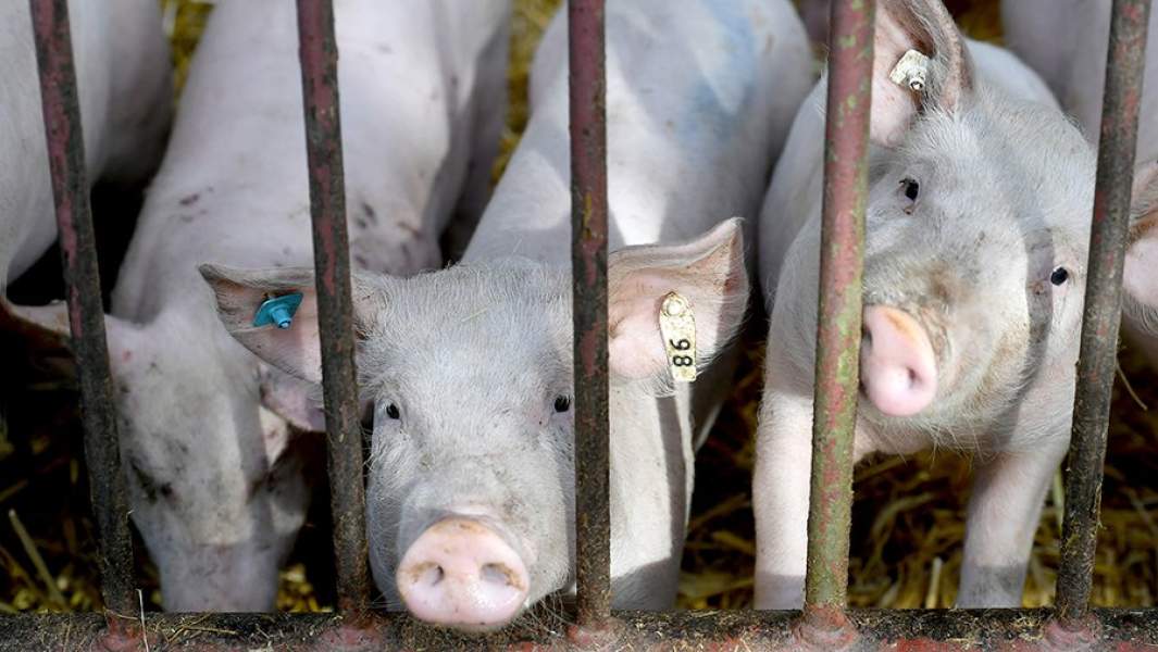 свиньи решетка забор